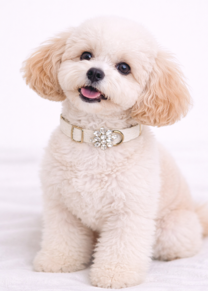 Missy Pet Collar in Cream Lace