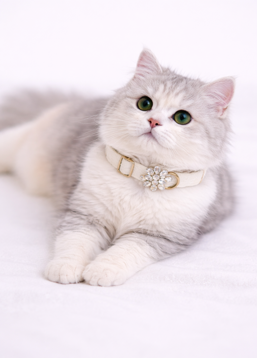 Missy Pet Collar in Cream Lace