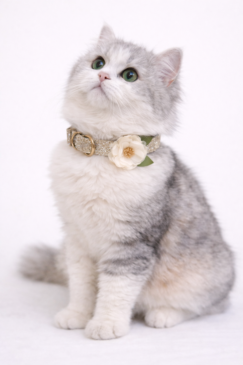 Missy Pet Collar in Gold Glitter