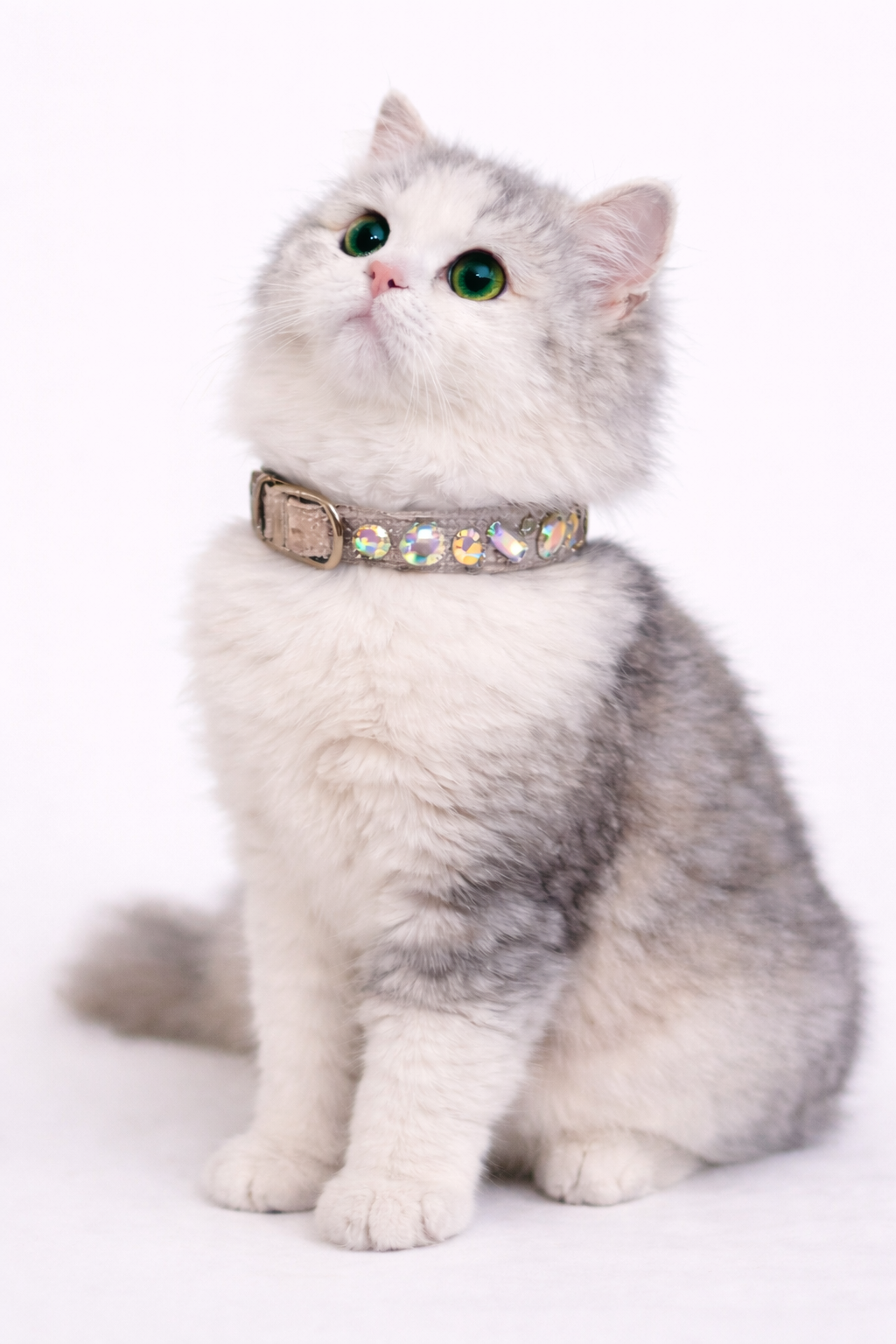 Missy Pet Collar in Taupe Velvet