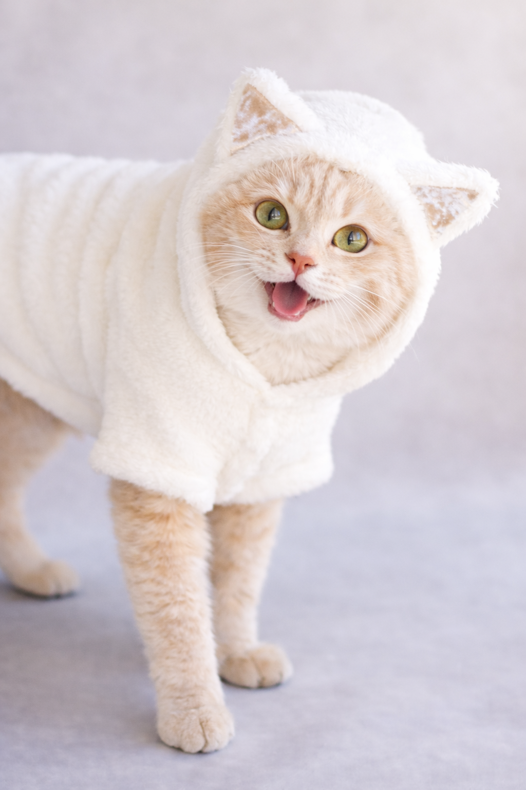 Meowza Pet Hoodie in Cream